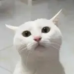 保定梓橙网络科技有限公司